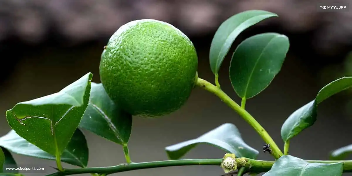 JDB电子🏊‍♀️水中的速度，陆上的力量，这里是属于你的运动王国！